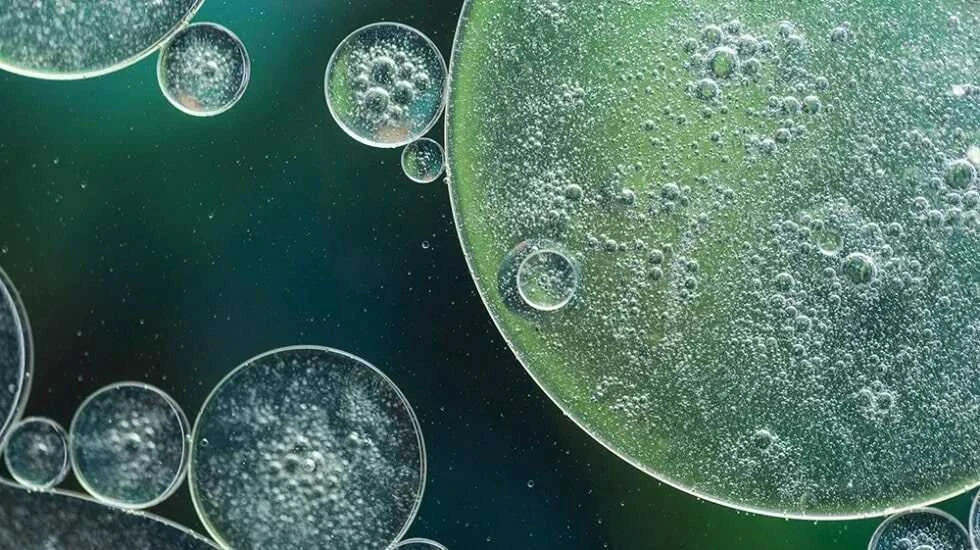 Bakterie w wodzie i mikroorganizmy